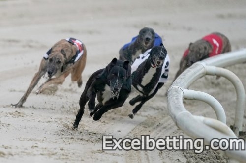 Dog racing betting: how to do it, what to consider and what strategy